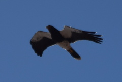 Daptrius megalopterus