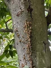Panellus