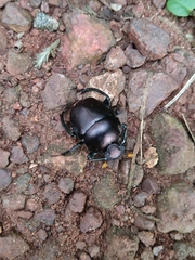 Paragymnopleurus sinuatus