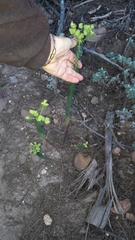 Euphorbia ericoides