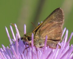 Euphyes vestris
