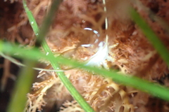 Apata pricei