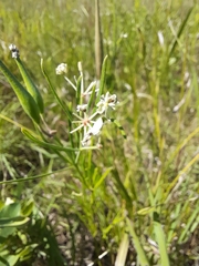 Asclepias verticillata