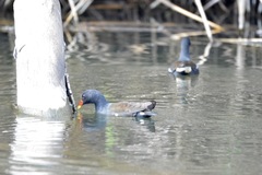 Gallinula chloropus meridionalis