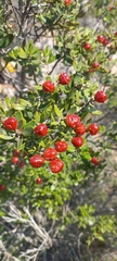 Phylica oleifolia