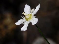 Parnassia fimbriata