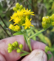Solidago rigida