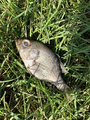 Ambloplites rupestris