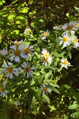 Symphyotrichum firmum
