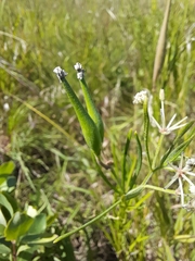 Asclepias verticillata