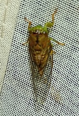 Chrysolasia guatemalena