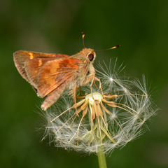 Lon melane vitellina