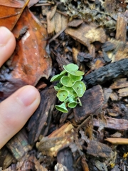 Parmotrema perforatum