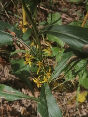 Solidago virgaurea