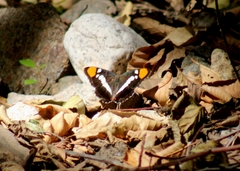 Adelpha californica