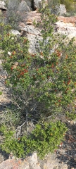 Phylica oleifolia