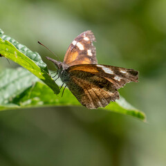 Libytheana carinenta