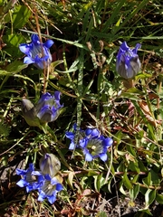 Gentiana parryi