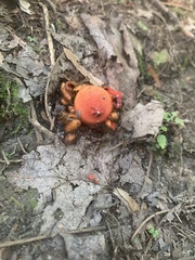 Calostoma cinnabarinum