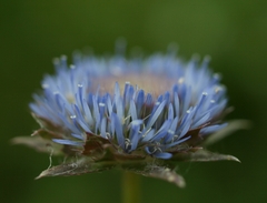 Jasione