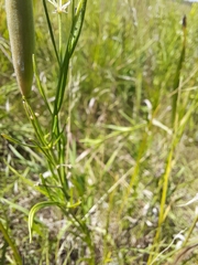 Asclepias verticillata