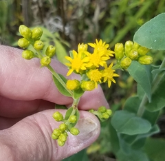 Solidago rigida
