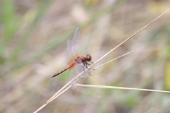 Sympetrum flaveolum