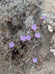 Caryophyllales