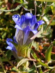 Gentiana parryi