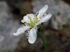 Parnassia fimbriata