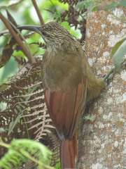 Xiphocolaptes promeropirhynchus