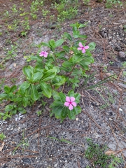 Catharanthus roseus