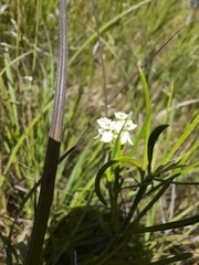 Asclepias verticillata