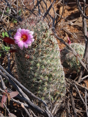 Mammillaria grahamii