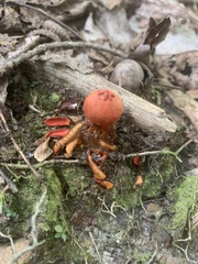 Calostoma cinnabarinum