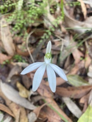 Caladenia catenata