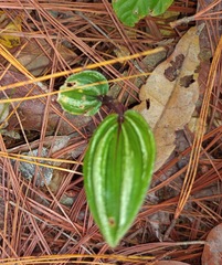 Psilochilus macrophyllus