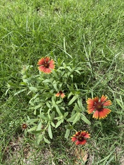 Gaillardia pulchella