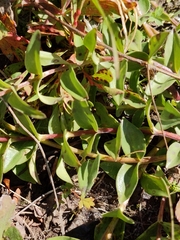 Gentiana parryi