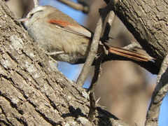 Cranioleuca pyrrhophia