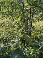 Arctium lappa
