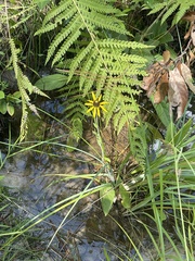 Rudbeckia scabrifolia