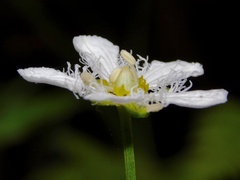 Parnassia fimbriata