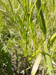 Asclepias verticillata