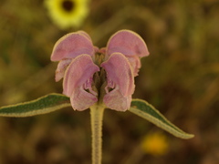 Phlomis purpurea
