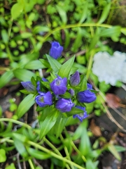Gentiana sceptrum