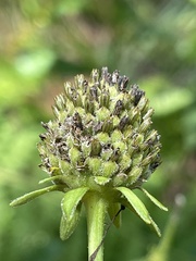 Rudbeckia scabrifolia