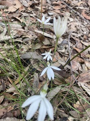Caladenia catenata