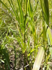 Asclepias verticillata