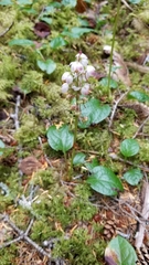 Pyrola grandiflora